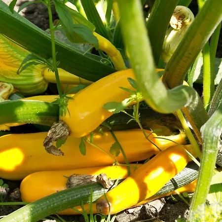 Bed & Breakfast Maryland Heusden (Asten)