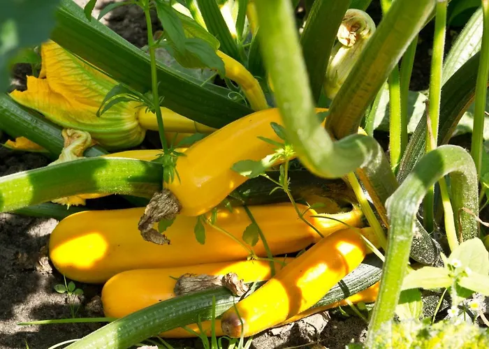 Bed & Breakfast Maryland Heusden (Asten)